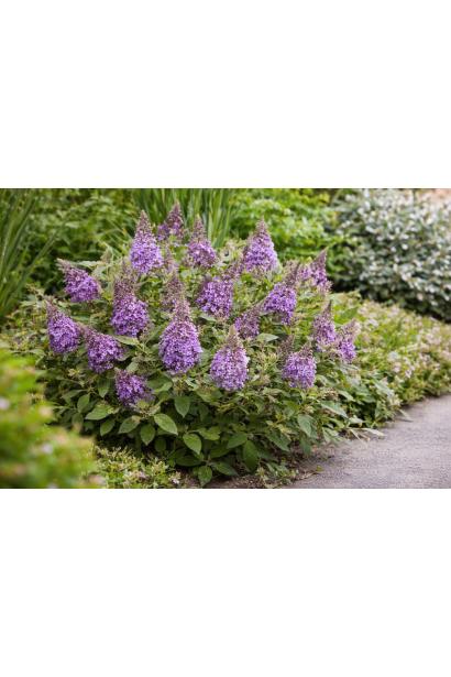 Butterfly Bush в ландшафті